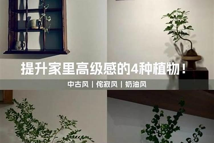 房间放什么植被对改变运势有帮助