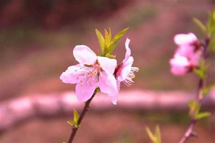 男人命犯桃花怎么破解