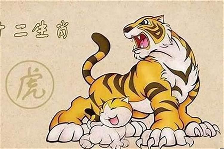 86年的虎猪年运势怎么样