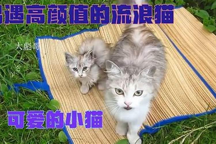 梦到回家路上遇到猫