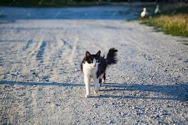 梦到回家路上遇到猫