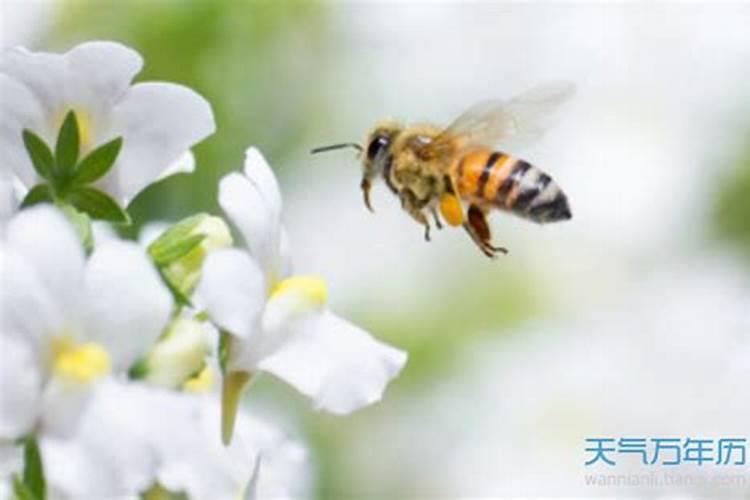 梦见蜜蜂成群密密麻麻飞来飞去