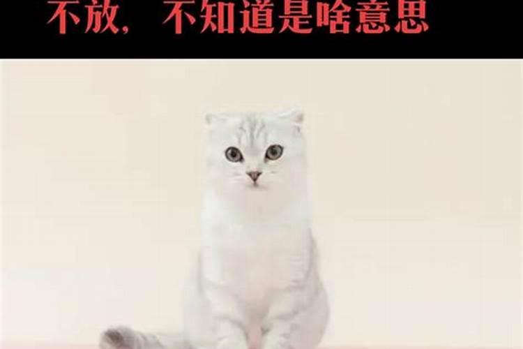 梦见猫抓着我的手