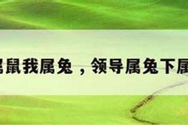 属鼠的领导和属兔的员工怎么化解相冲