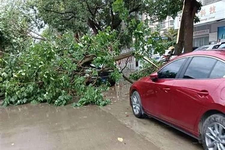 梦见大风大雨把树刮断了