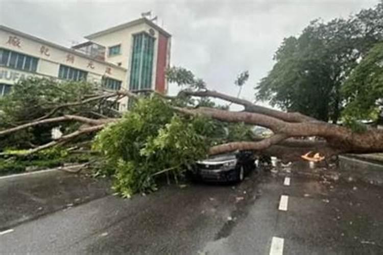 梦见狂风暴雨树都刮折了