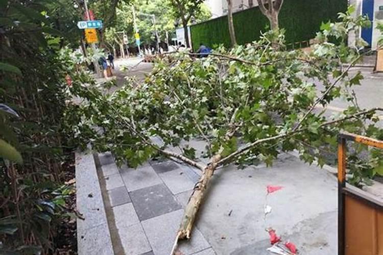 梦见刮风下雨树枝刮断