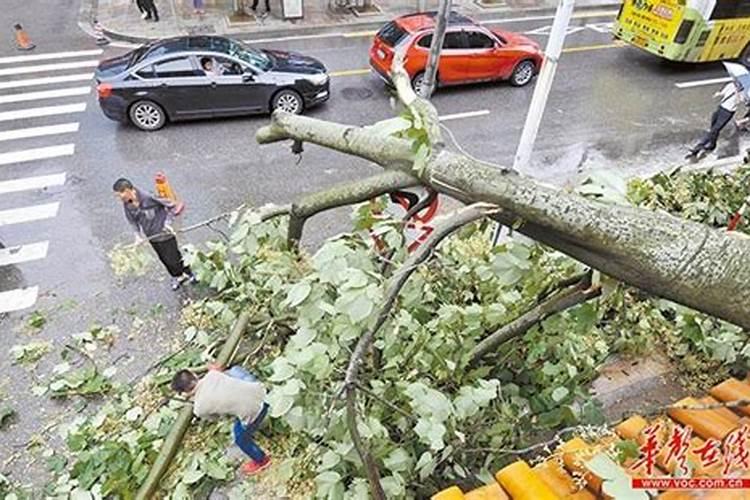 梦见刮风下雨把树都刮倒了