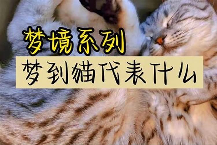 梦到猫代表着什么