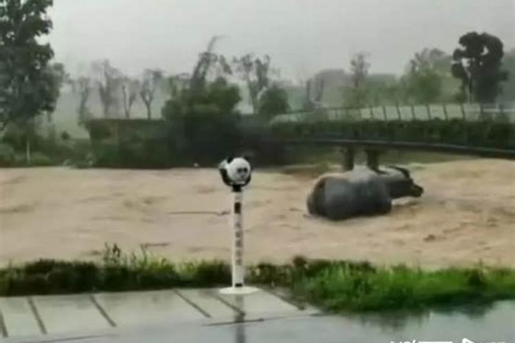 梦见水牛在洪水里