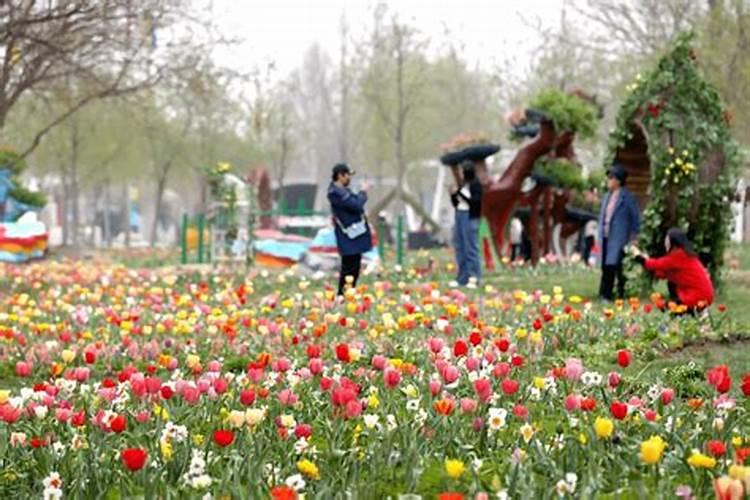 清明节去哪里看花