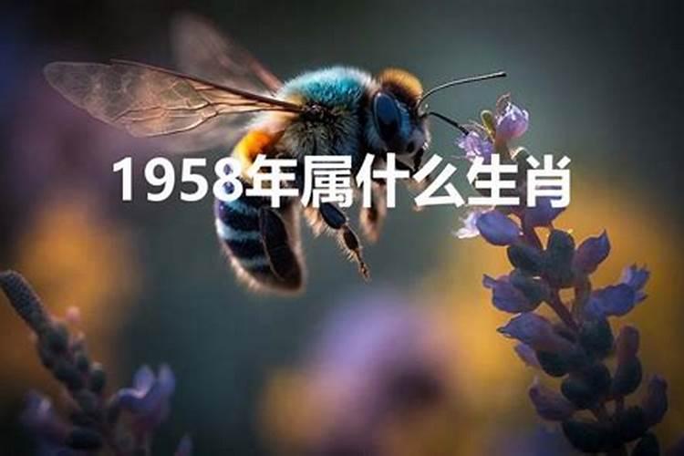 1958年属什么