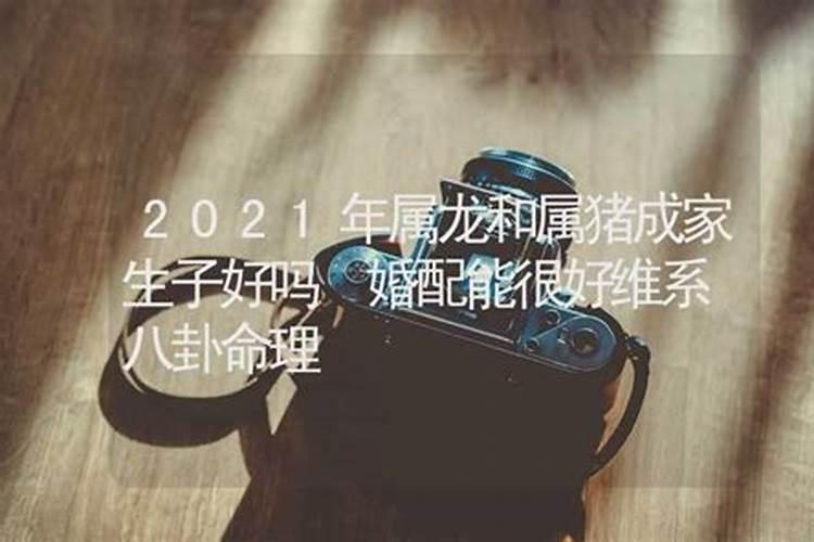 属龙与2023猪运势如何样