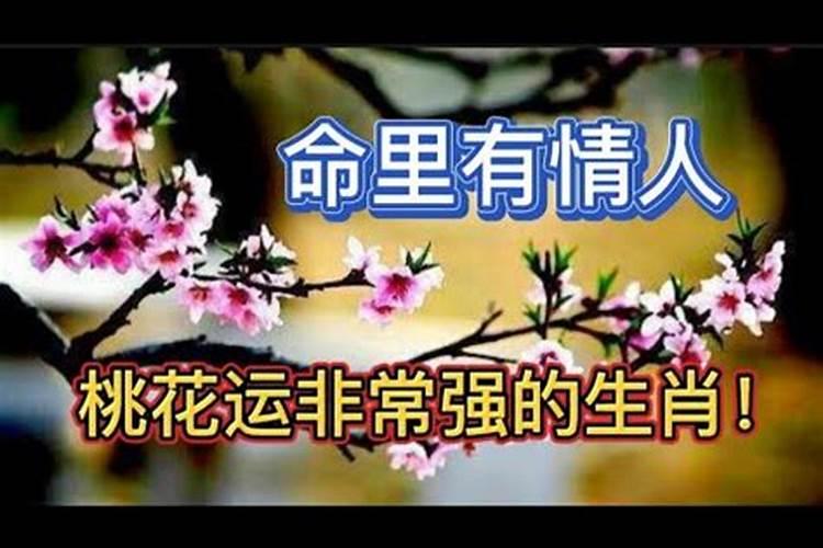 命里有情人桃花运非常强的生肖