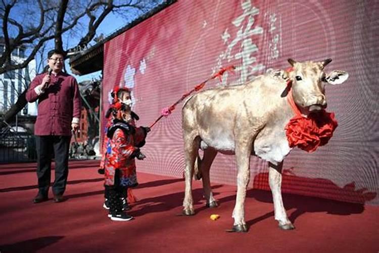 立春的民间风俗鞭春牛