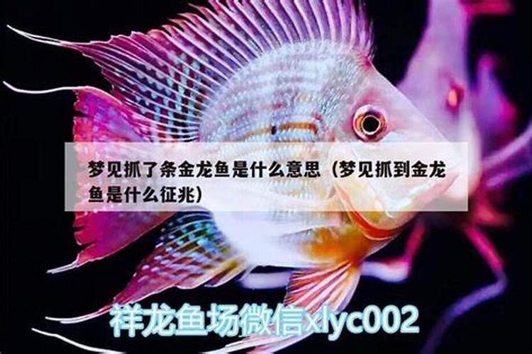 梦见捡得白菜是什么预兆解梦