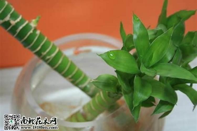 什么植物能带来好运气