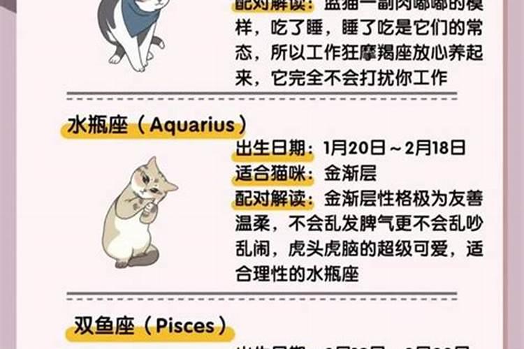 什么生肖适合养猫咪