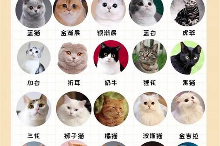 什么生肖适合养猫咪