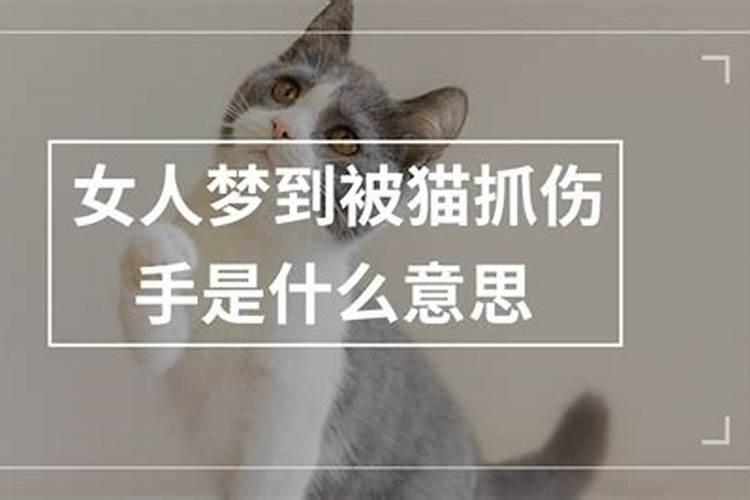 梦到被猫抓是什么意思周公解梦