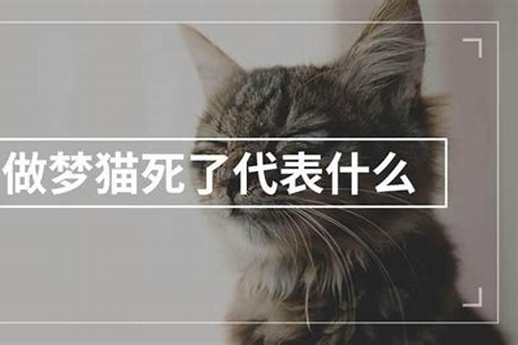 梦见猫死了代表什么