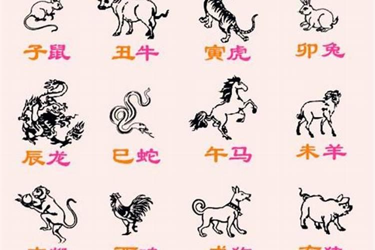 猪和猫的八字合不合