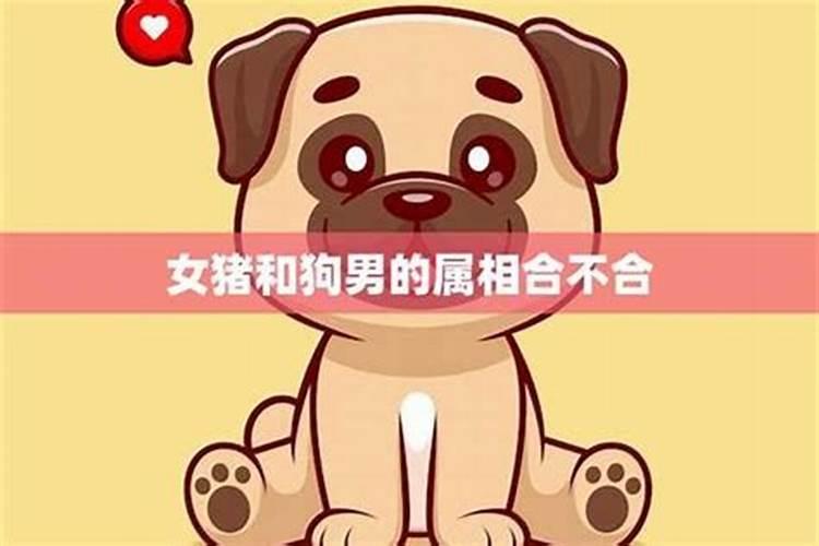 男狗女猪八字合不合财运呀