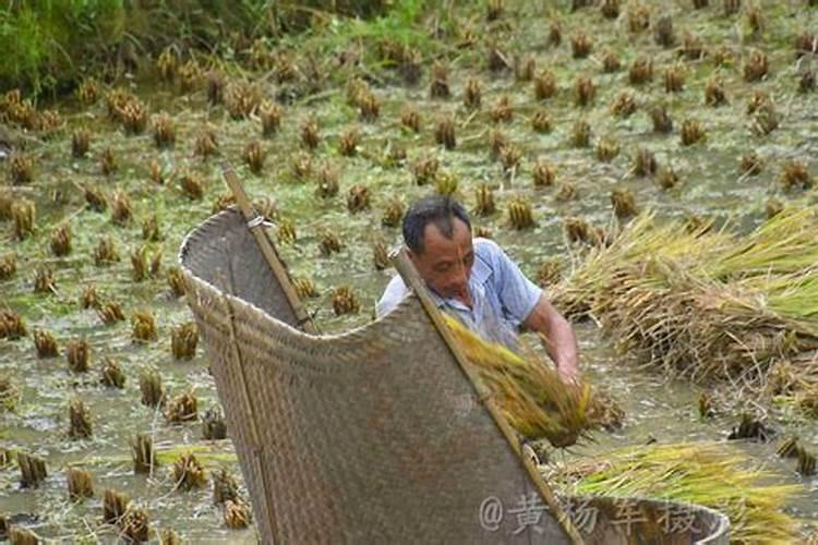 梦见死去的人还活着收稻谷