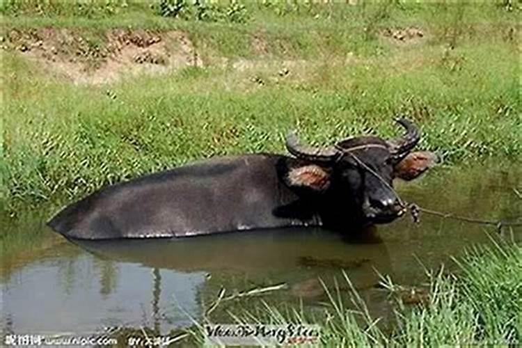 梦见水牛打架死了一头