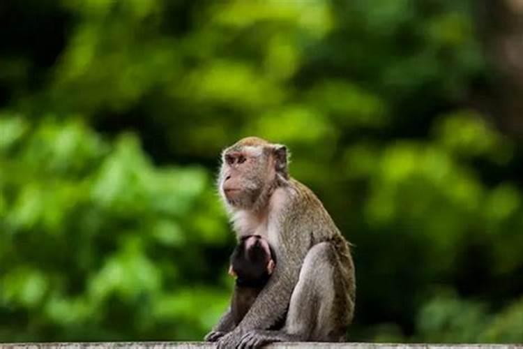 属猴和属鼠的人合不合