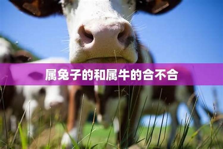 兔和牛合不合得来