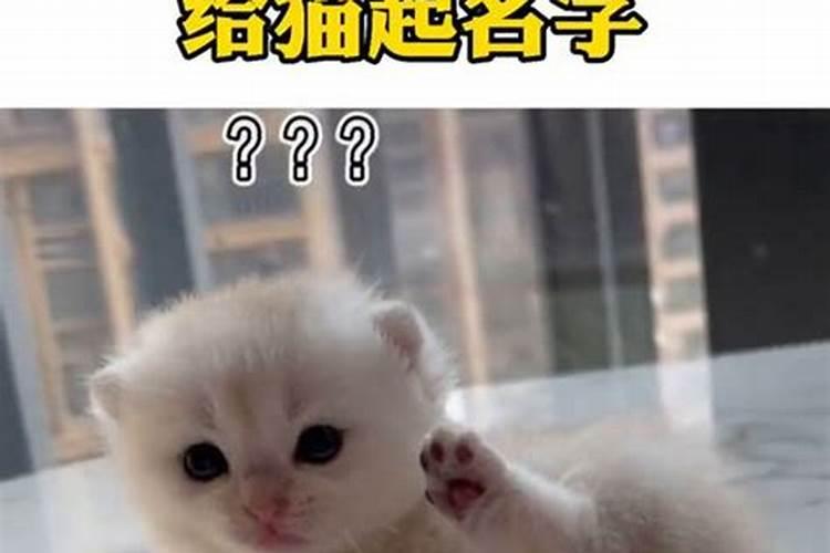 冬至出生的猫咪取名字可爱吗