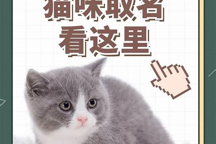 冬至出生的猫咪取名字可爱吗