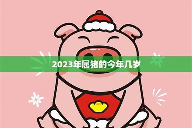 属猪的今年几岁2023年结婚