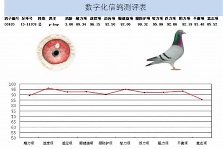 春节签鸽子命