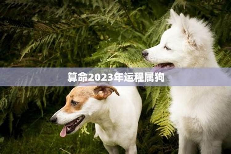 算命2023年的运势