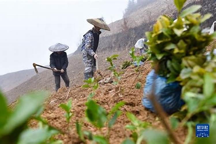 立春时节的农事风俗