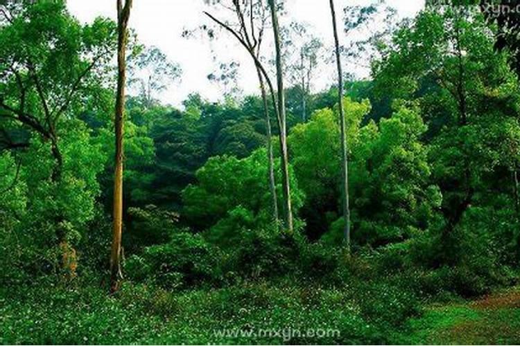 梦见山上树木茂盛是什么意思