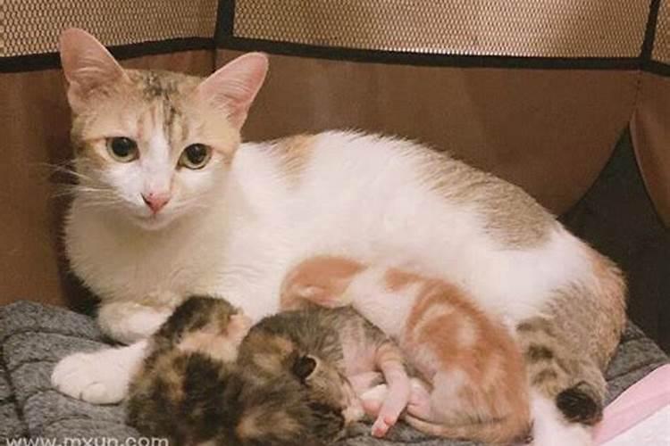 梦到猫咪生崽预示什么呢女生