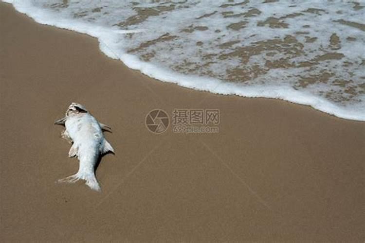 梦见海边死鱼