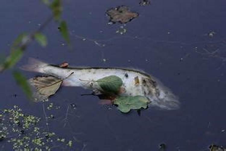 梦见海里的死鱼