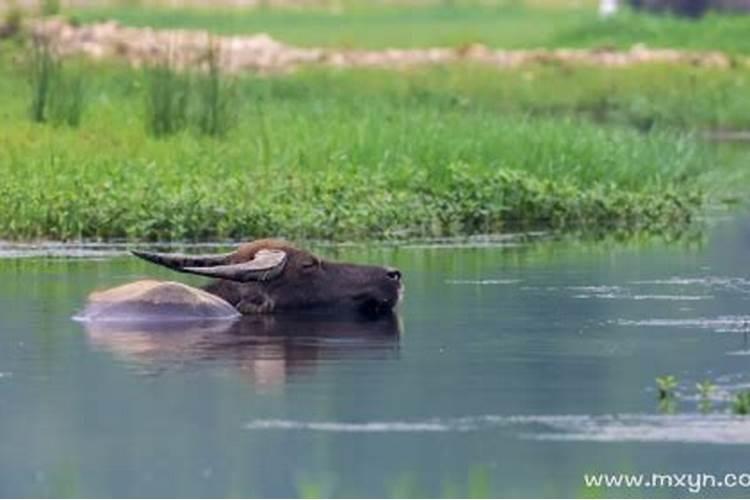 梦到水牛在水里淹死