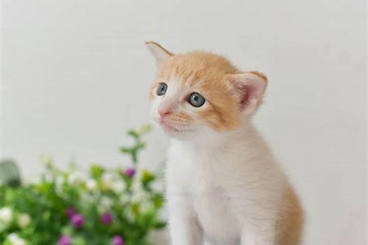 孕期梦到猫生男孩还是女孩