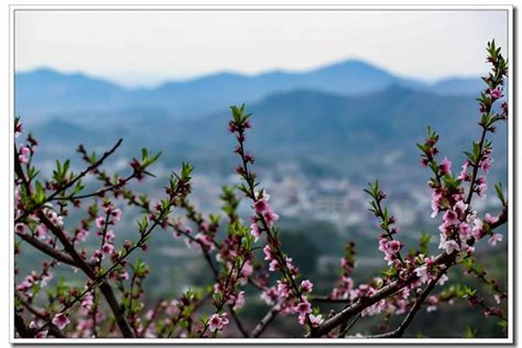 梦见山坡上开满了桃花