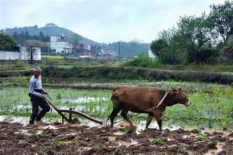 梦见别人在田里用牛犁田