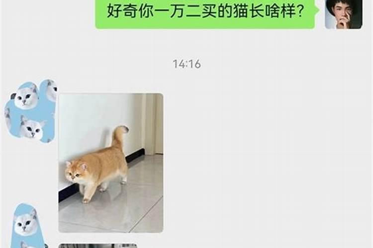 做梦梦见自己买了只猫