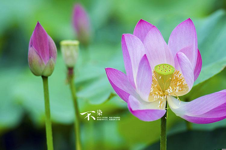 女人犯桃花运怎么办