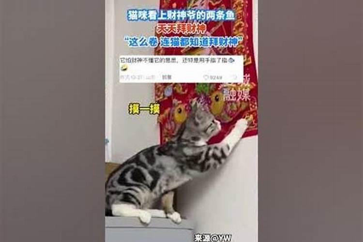 财神爷的猫女装