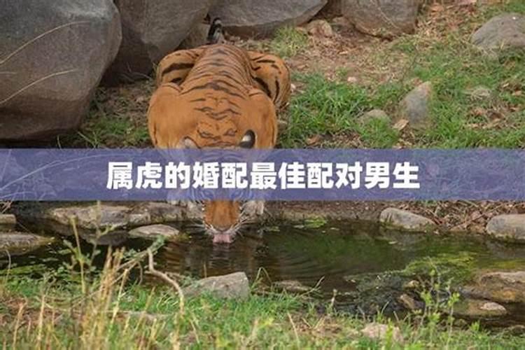 虎婚配生肖