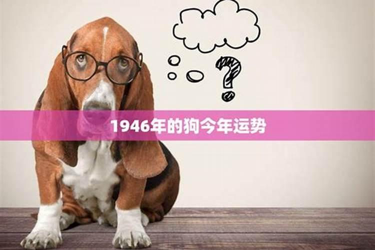 1946生的狗今年运势